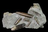 Fossil Belemnite (Paxillosus) Cluster - Mistelgau, Germany #139134-1